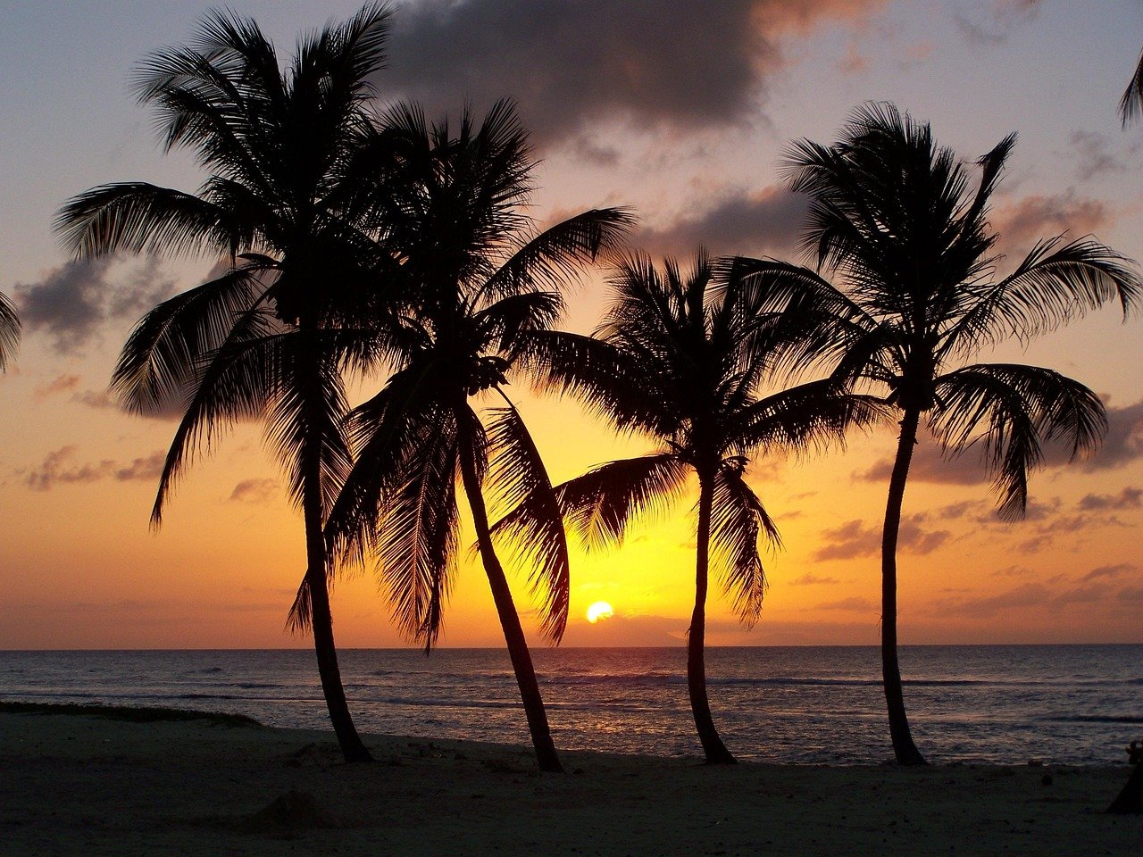 beach, guadeloupe, anse bertrand, sunset, evening, palm trees, silhouette, island, exotic, tropic, french territory, caribbean sea, guadeloupe, guadeloupe, guadeloupe, guadeloupe, guadeloupe