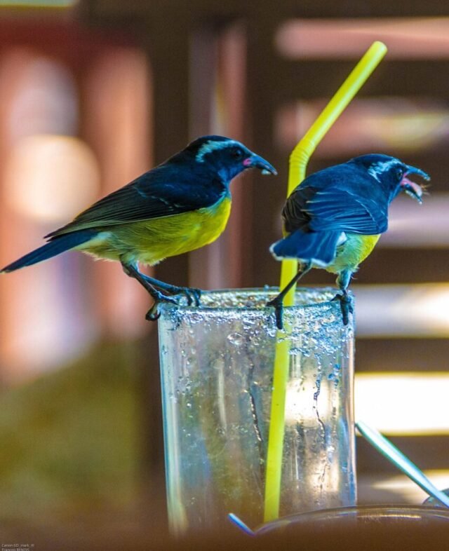 sugarbirds, birds, glass, guadeloupe, ornithology, nature, avian